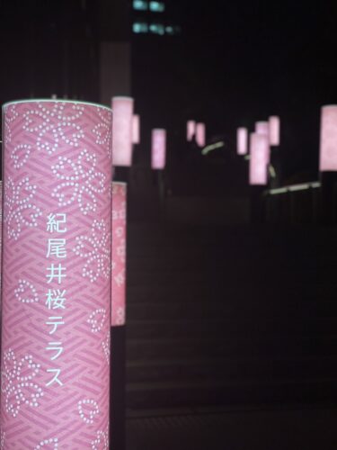 夜桜がとても綺麗・おすすめお花見スポット：東京ガーデンテラス紀尾井町：紀尾井町桜テラス